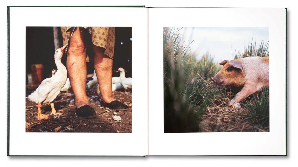 On the Sixth Day - Alessandra Sanguinetti *Signed