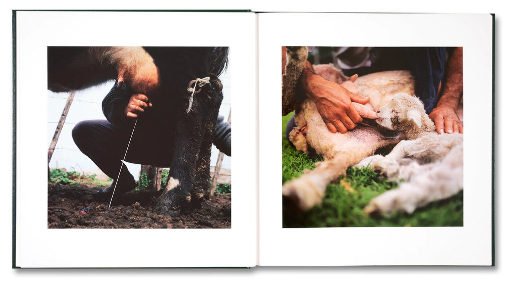 On the Sixth Day - Alessandra Sanguinetti *Signed