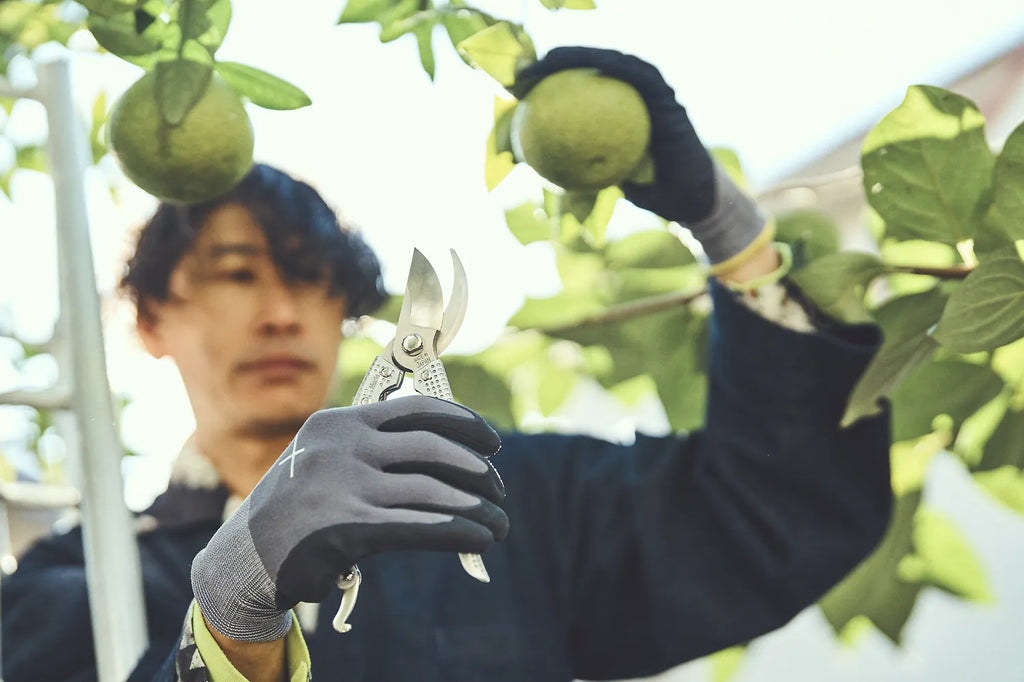 Japanese Shumatsu Secateurs