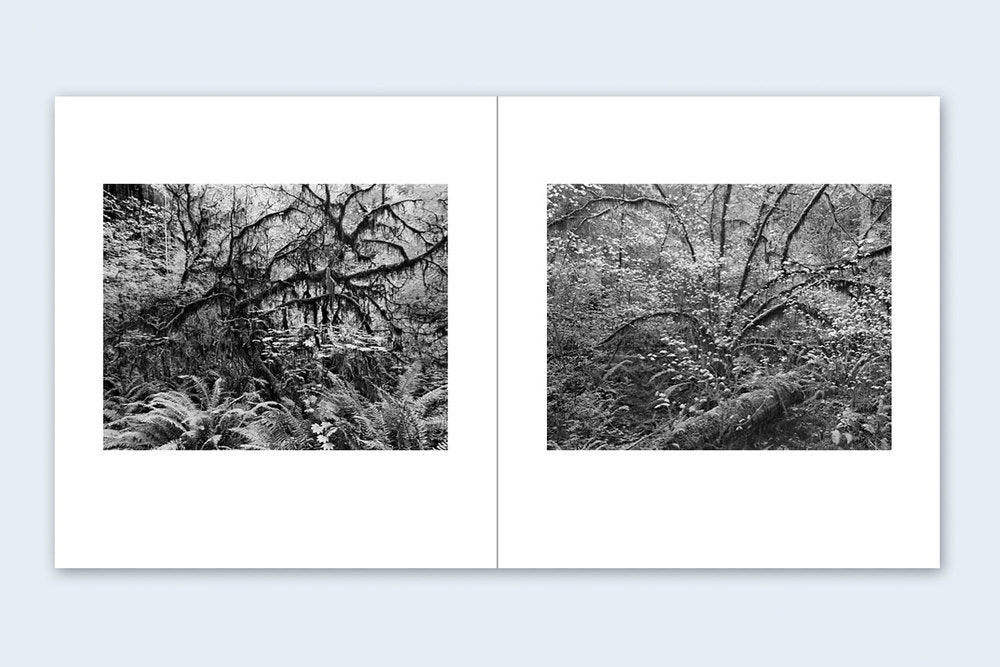 Richard Rothman - Redwood Saw
