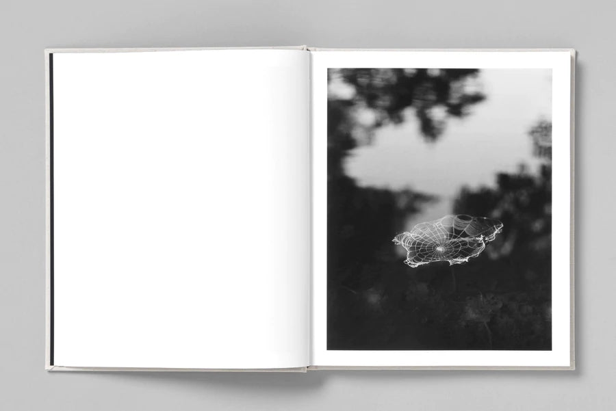 AT NIGHT GARDENS GROW - Paul Guilmoth