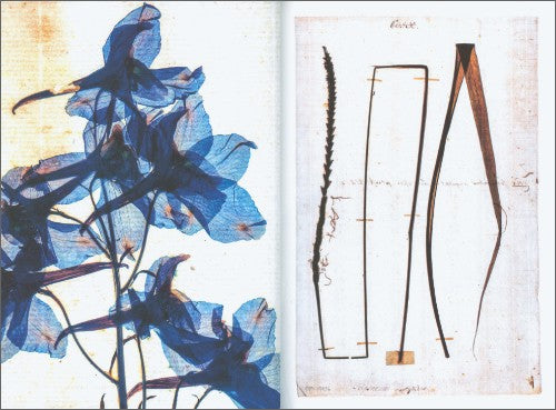 images of plant and flower details