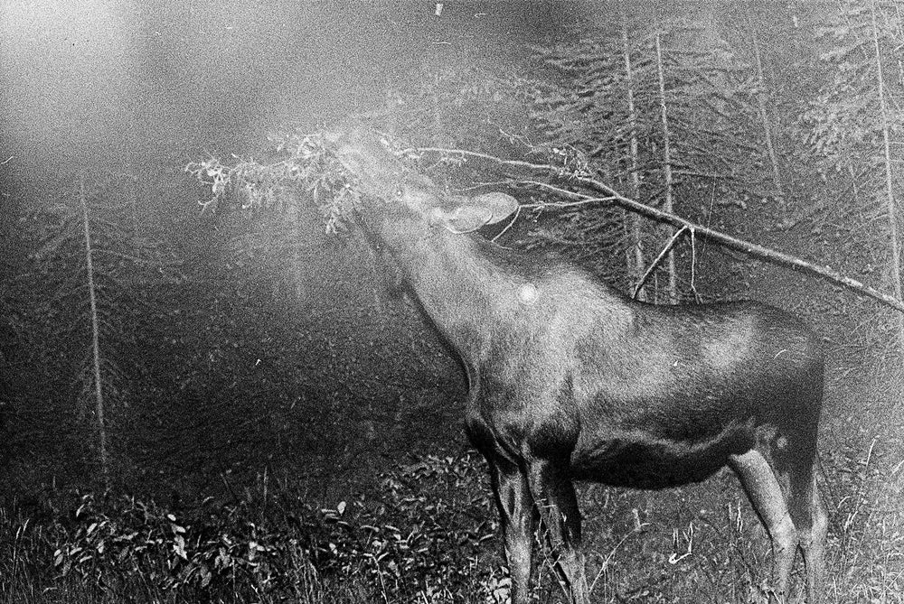 Blank Notes - Marshall To