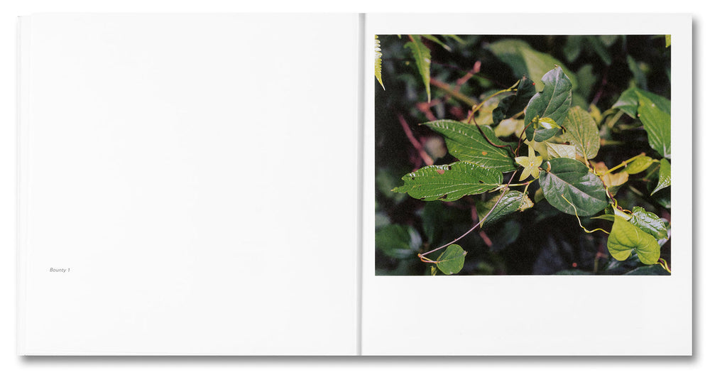 Close-up of green leaves on a white background