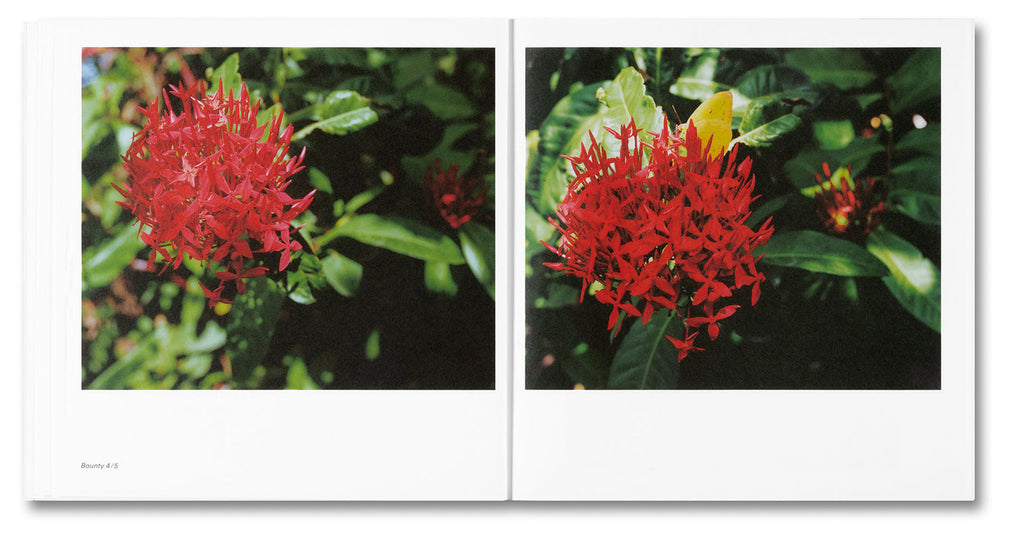 Two images side by side showing red flowers with green leaves.