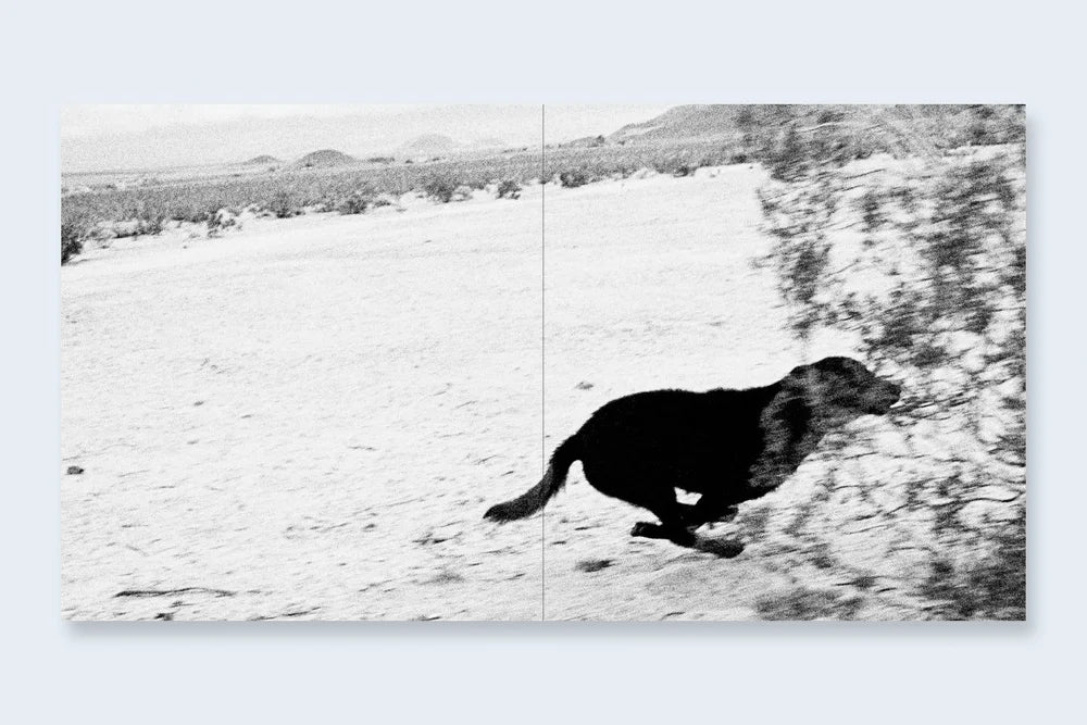 John Divola: Dogs Chasing My Car in the Desert