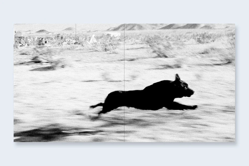 John Divola: Dogs Chasing My Car in the Desert
