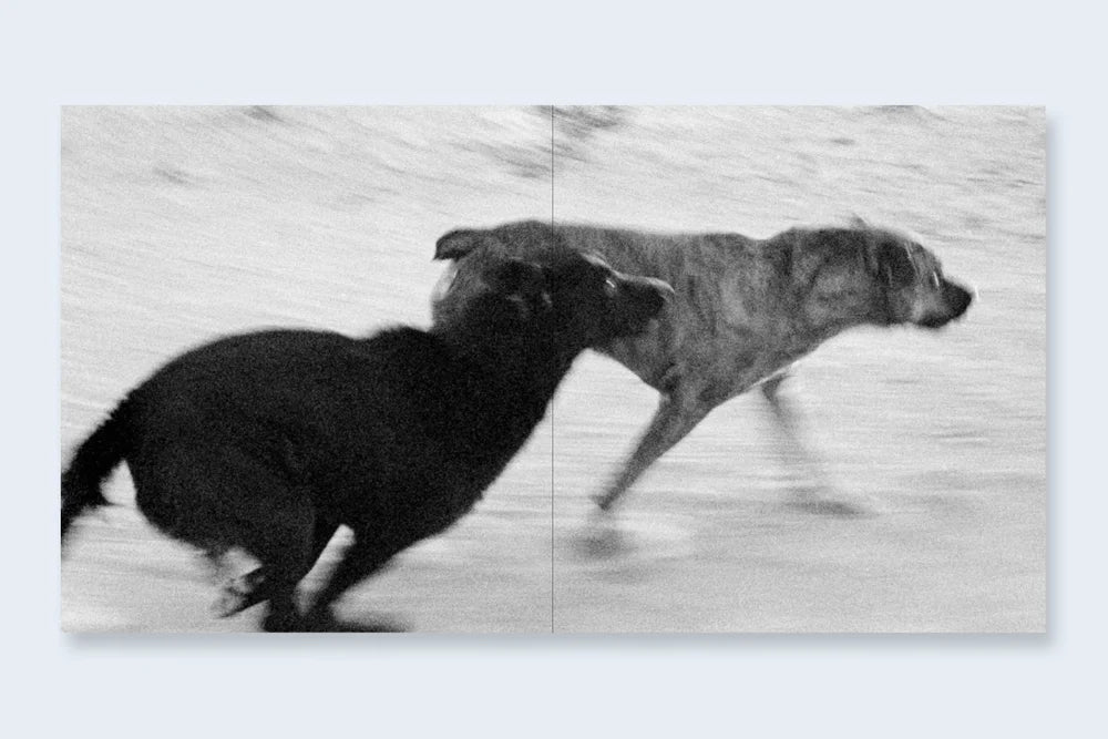 John Divola: Dogs Chasing My Car in the Desert